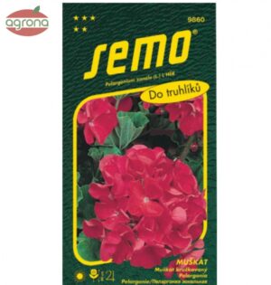 Muškát zonale SM červený