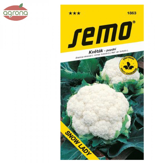 Karfiol letný a jesenný SM Snow Lady 50sem.
