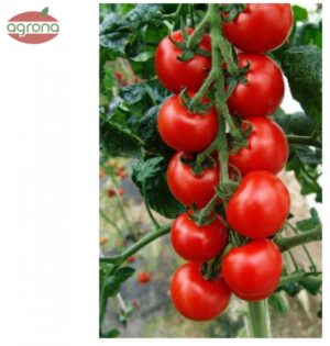 Rajčiak kolíkový DS Coctail CrushF1 výborný proti plesni, chutný. 10 semien