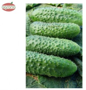 Uhorka nakladačka DS Alhambra F1, 1,2 g