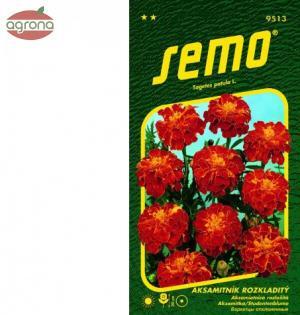 Aksamietnica rozložitá SM Carmen 1g