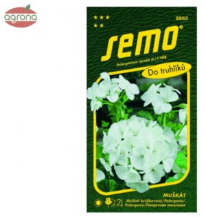 Muškát zonale SM biely