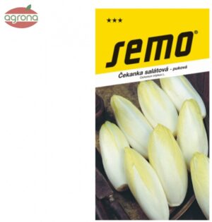 Čakanka puková SM  Mechelse Middelvroeg 0,6g