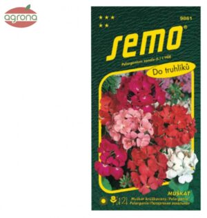 Muškát zonale SM zmes 11semien