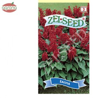 Šalvia žiarivá ZS červená