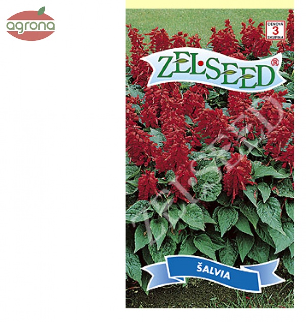 Šalvia žiarivá ZS červená