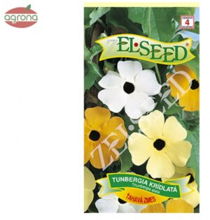 Tunbergia ZS African Sunset