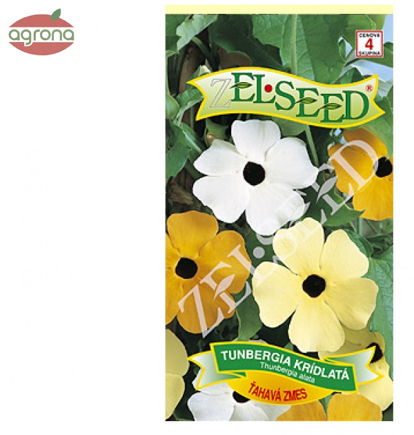 Tunbergia ZS African Sunset