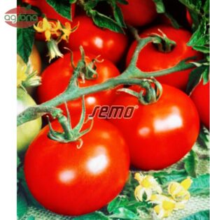 Rajčiak kolíkový SM Tornádo F1, 1g