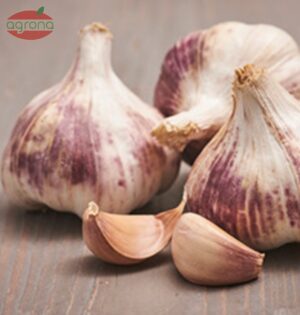 Cesnak jeseň sadbový Germidour 40/50mm 10kg vrece, nepaličiak