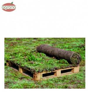 Rozchodníkový koberec Sedum mix blanket cena za m2, balenie 1,2x1m=1,20m2