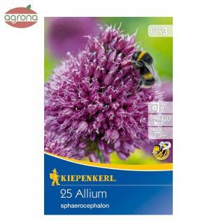 Okras.cesnak Sphaerocephalon 25ks 5/+ fialovo červený (allium) 60cm Basis