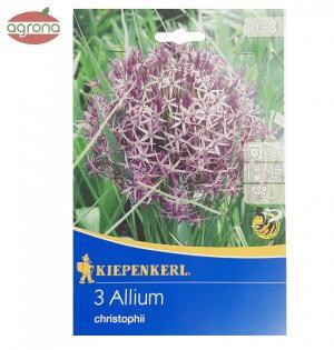 Okras.cesnak Christophii bal.3ks 12/+ kovovo fialový (allium) 45cm Basis