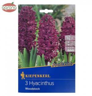 Hyacint Woodstok purpur.červený bal.3ks 16/17, 25cm Profi Line