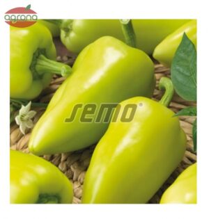 Paprika rýchlená SM Slávus  F1, aj na pole 15s.