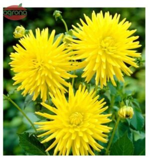 Georgína kaktusokvetá Kennemerland, žltá, 1ks, I, 110cm