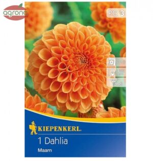 Georgína ponponkovitá Maarn, oranžová, bal.1ks, I, 100cm