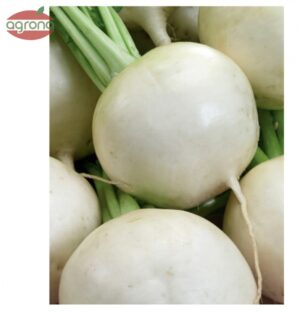 Vodnica ZS24 Oasis F1 - biela, skladovateľná