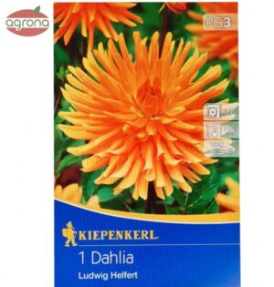 Georgína kaktusokvetá Ludwig Helfert oranžová, bal.1ks, I, 100cm