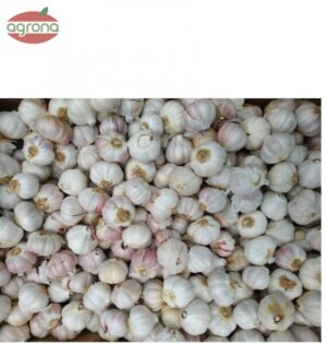 Cesnak sadbový Morado 40/50mm 10kg vrece, bielo-fialový tvrdý paličiak