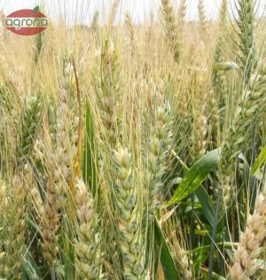 Pšenica ozimná Altigo osivo C1 50kg vrecia, morená, osinatá