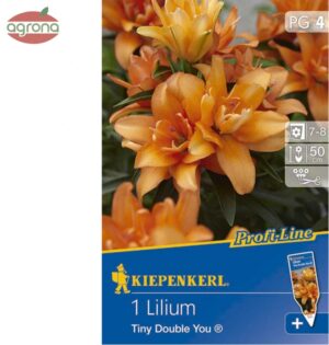 Ľalia Tiny Double You - dvojfareb. 1ks, 14/16 oranžová plnokv., 50cm