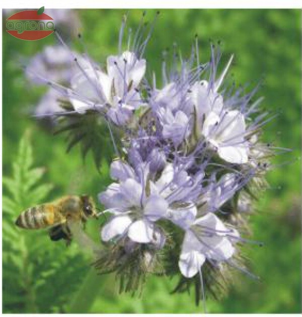 Facélia vratičolistá 20kg Stala C1, cena za 1 kg – Obrázok 2