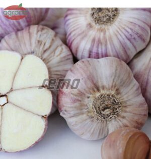 Cesnak sadbový jesenný Štěpán- nepaličiak  8 hlávok