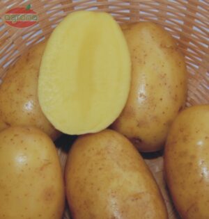 Zemiaková sadba Vega 5kg C1 skorá žltá, typ B, veľmi chutná (Wega)