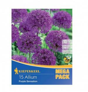 Okras.cesnak Purple Sensation bal.15ks (allium) 90cm Mega Pack
