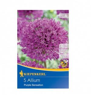 Okras.cesnak Purple Sensation bal.5ks 14/+ ružovo fialový (allium) 90cm Basis