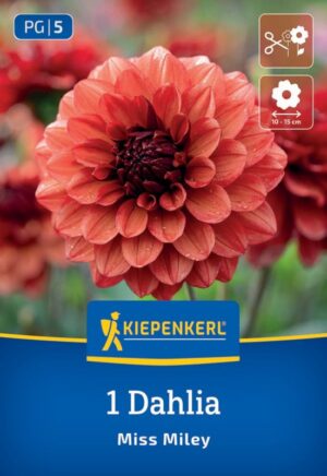 Georgína dekor. Miss Miley 1ks 90cm