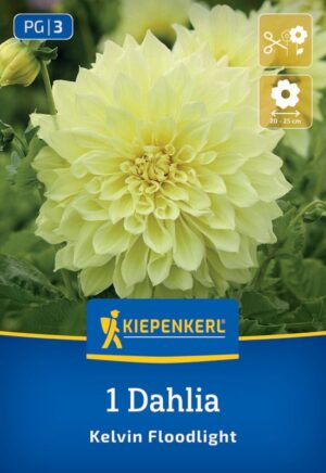 Georgína veľkokv. Kelvin Floodlight 1ks žltá 90cm