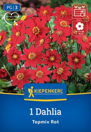Georgína  červená Topmix Rot  hybrid (mini)1ks, I, 35cm