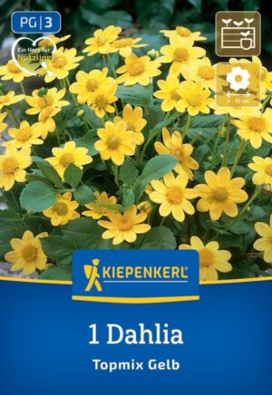 Georgína Baby žltý  hybrid (mini) 1ks, I, 35cm