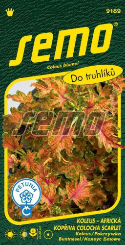 Koleus - Africká žihľava SM Colocha Scarlet 41 peliet 9189