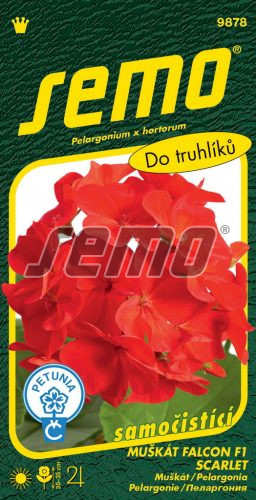 Muškát zonale SM28 Falcon F1 Scarlet jasno červený samočistiaci 9s. 9878