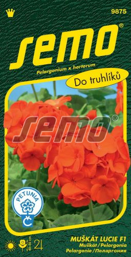 Muškát zonale SM28 Lucie F1 oranžový 11s. 9875