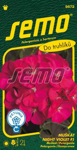 Muškát zonale SM Night Violet F1 červ.fialový 11s.