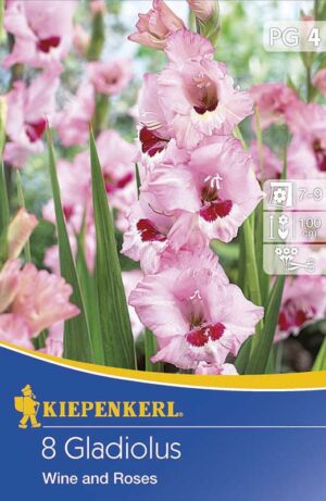 Gladiol veľkokvetý Fairytale Pink ružový 100-120cm 10/12