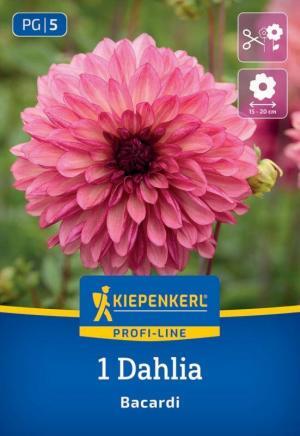 Georgína dekor. Bacardi 1ks 90cm