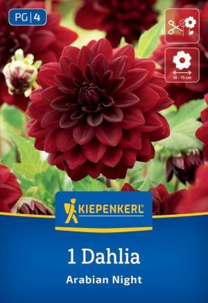 Georgína lekn. Arabian Night tmavo červená, 1ks, I, 100cm