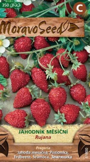 Jahody mesačné MS Rujana 0,3g/ 350s.