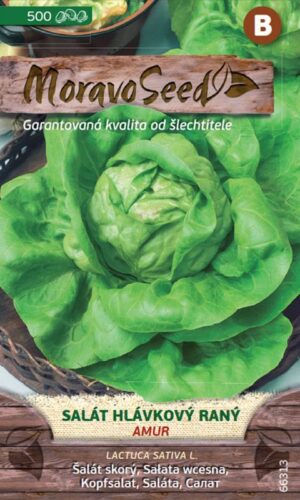 Šalát jarný a jesenný MS Amur 500s.