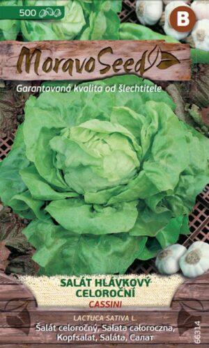 Šalát letný MS Cassini - celoročný 350s.