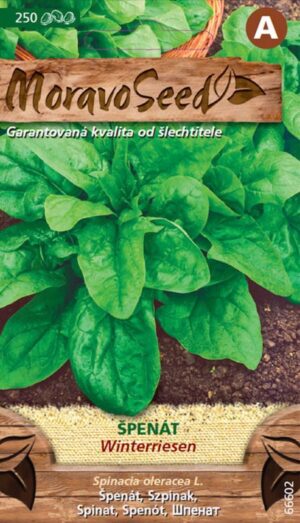 Špenát siaty MS Winterriesen - prezimujúci a jar.jesen. 5g/ 250s.