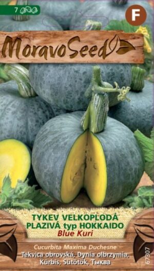 Tekvica MS Blue Kuri - modrá, typ "HOKKAIDO" 4082  1,5g/ 7s.