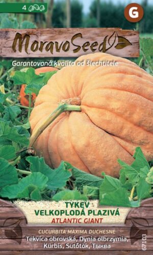 Tekvica MS Atlantic Giant - plazivá vekoplodá 4s.