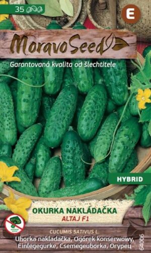 Uhorka nakl. MS Altaj  F1 - hruboostná, 1,5g/ 35s.