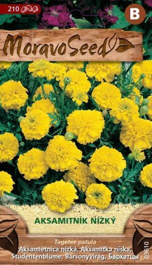Aksamietnica rozložitá MS nízka plnokvetá žltá 1g/ 210s.